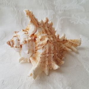 Exceptional Natural Sea Shell